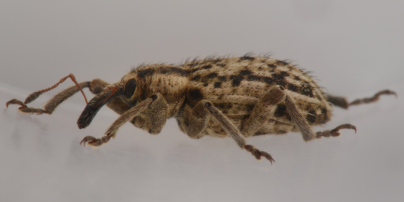 Curculionidae:  Hypera sp?    S, Hypera (Tigrinellus) pastinacae